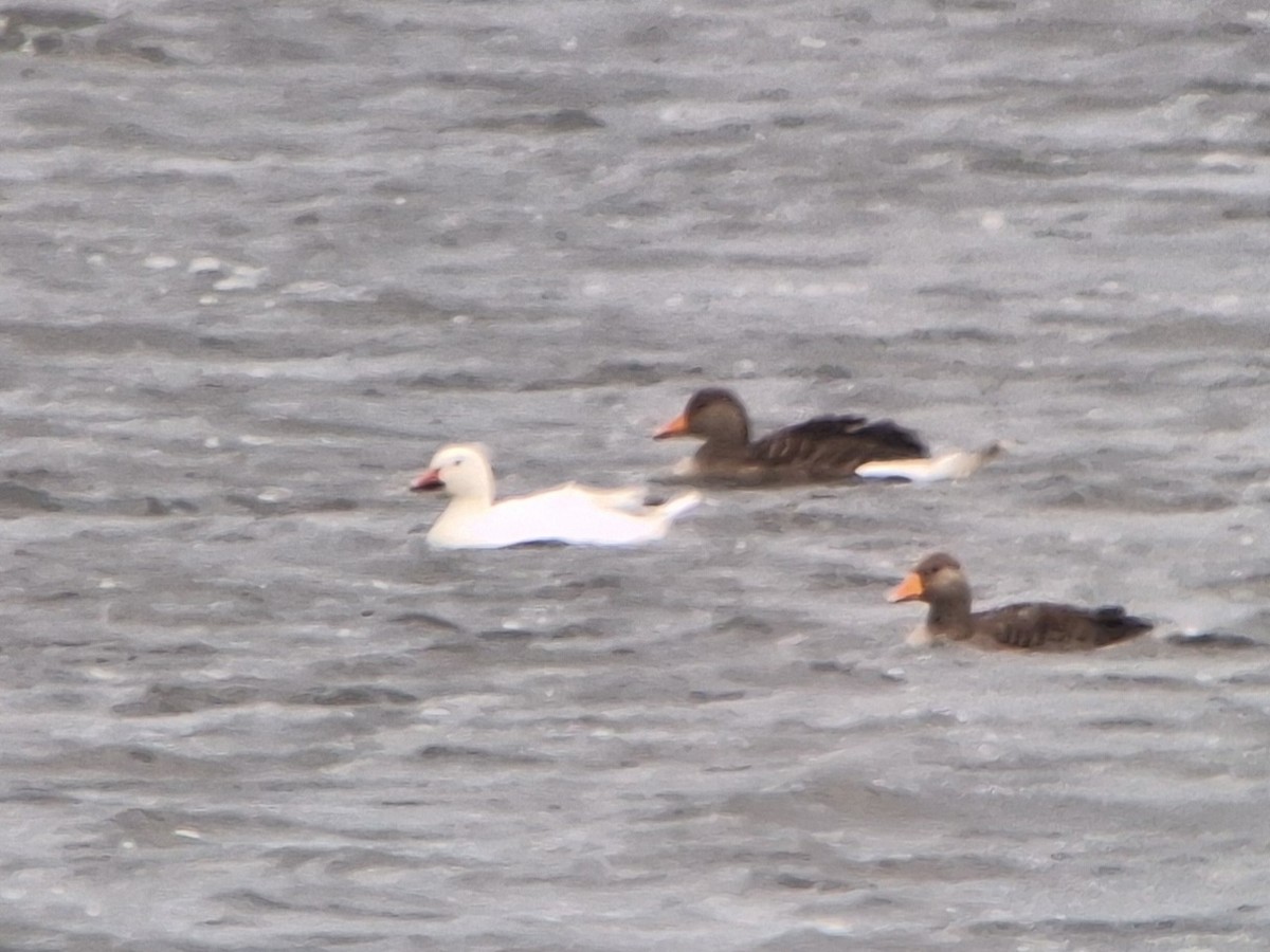 Snow Goose - ML638977562