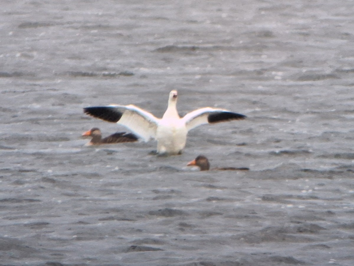 Snow Goose - ML638977566