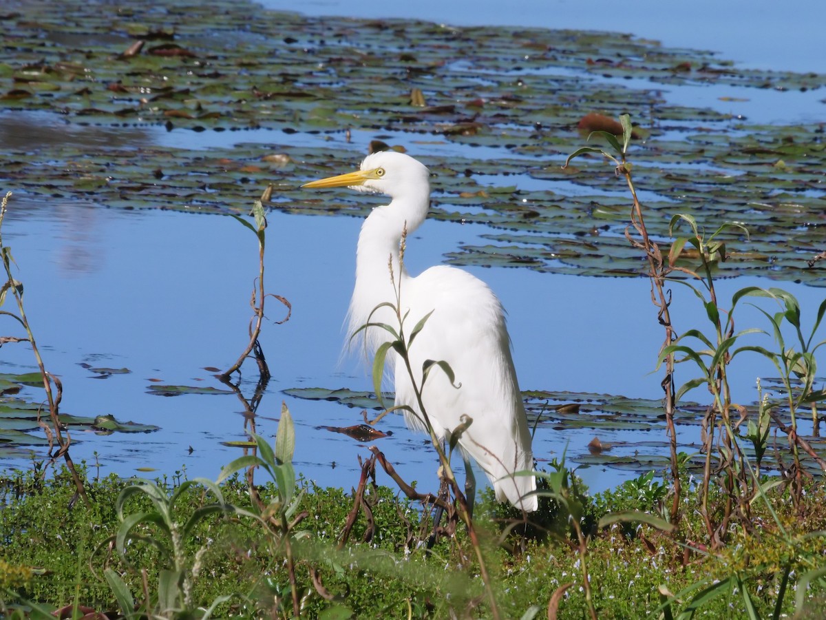 Plumed Egret - ML638977645