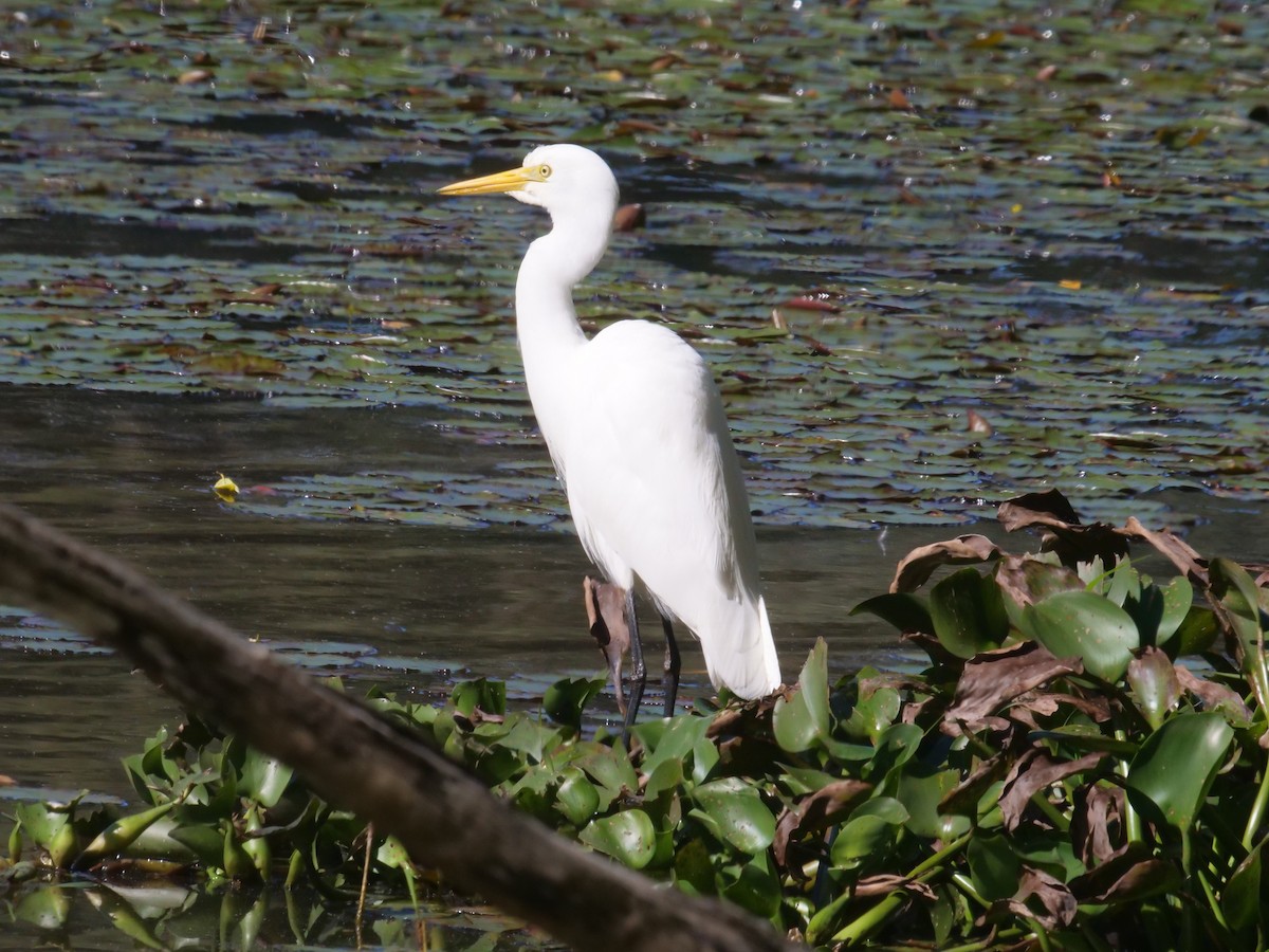 Plumed Egret - ML638977646