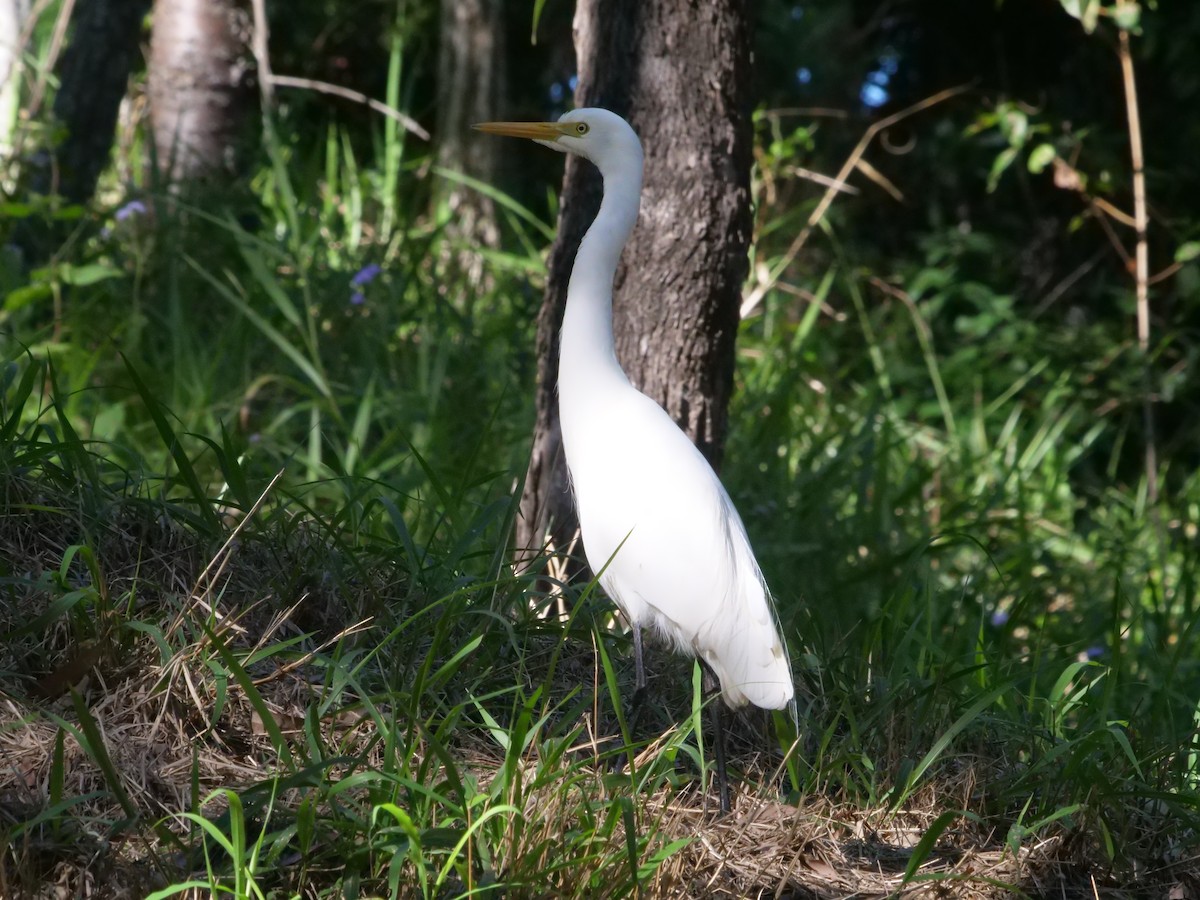 Plumed Egret - ML638977648