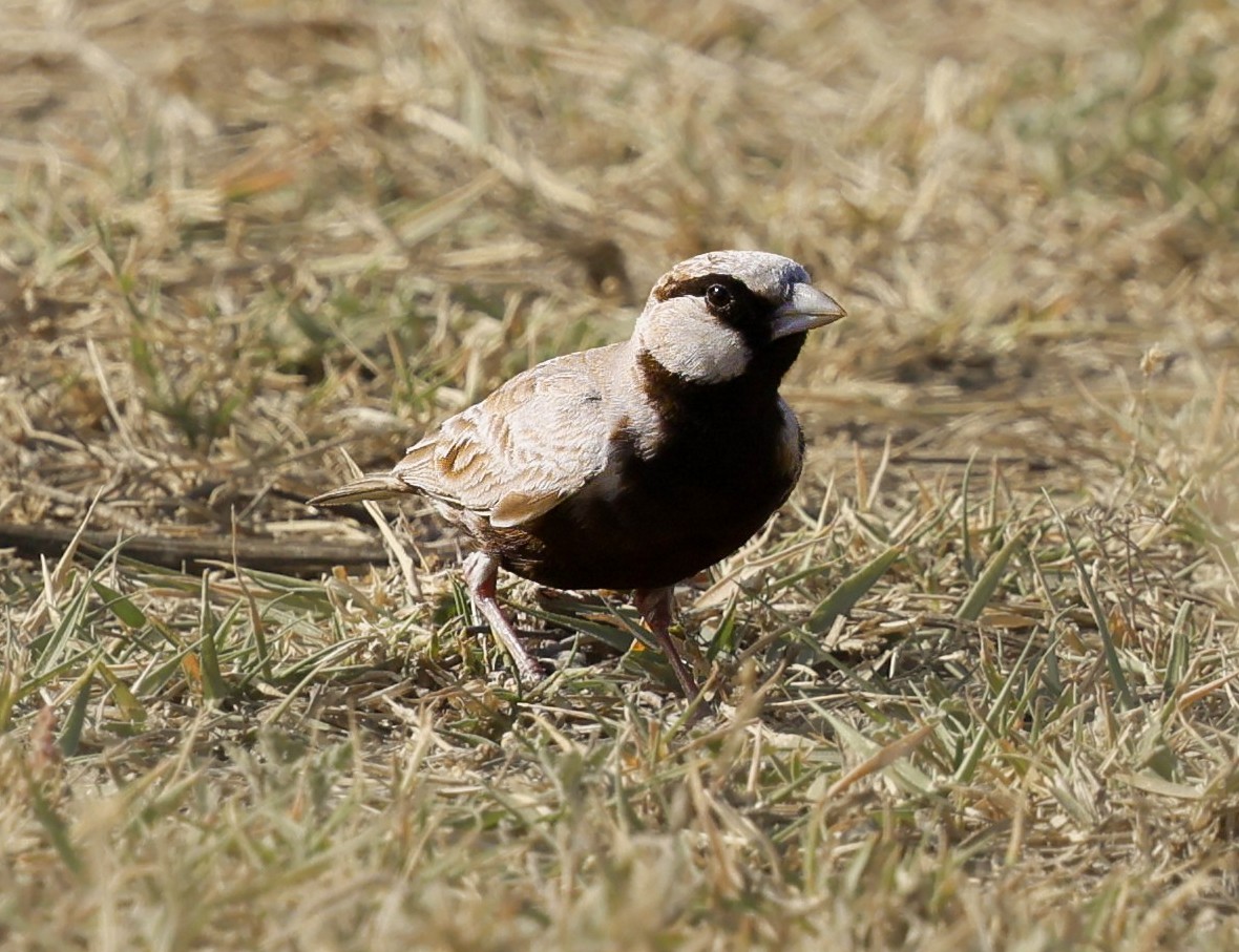 Ashy-crowned Sparrow-Lark - ML638977652