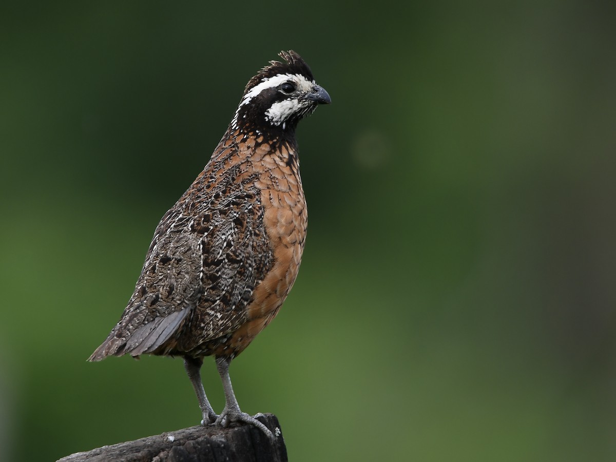 Northern Bobwhite - ML638977656