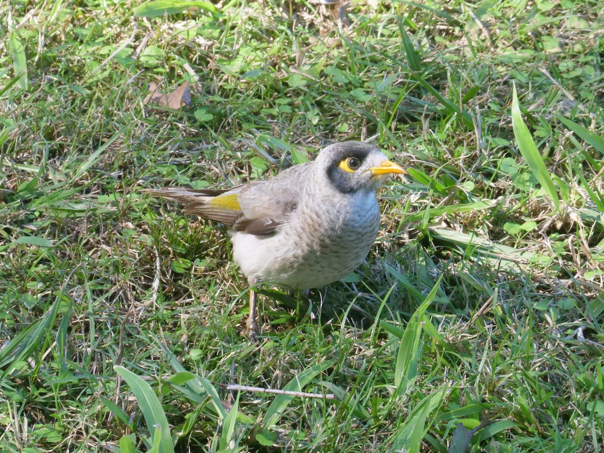 Noisy Miner - ML638977657