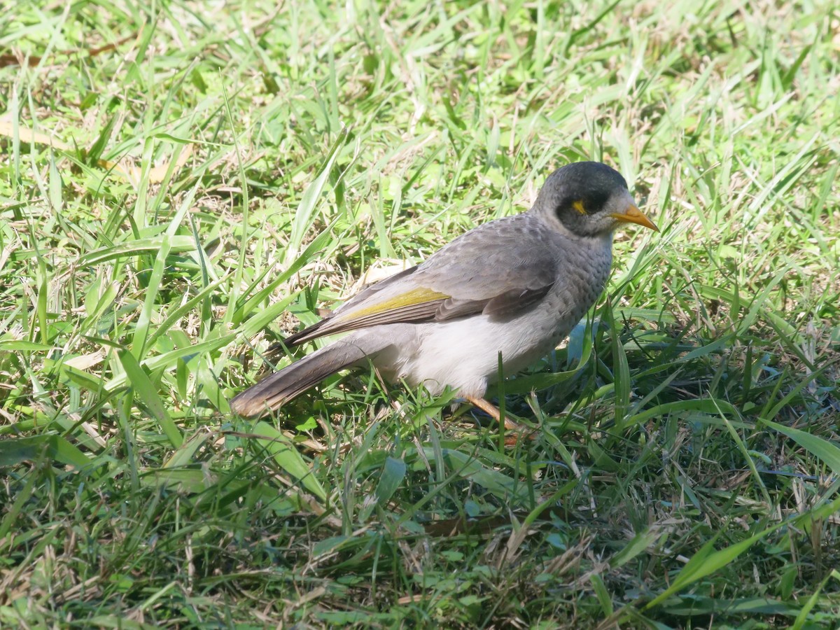 Noisy Miner - ML638977658