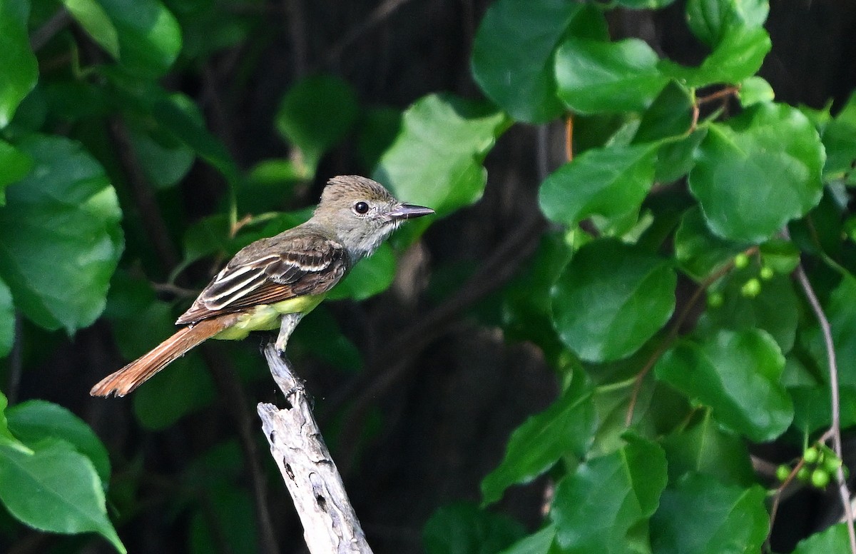 Great Crested Flycatcher - ML638977660
