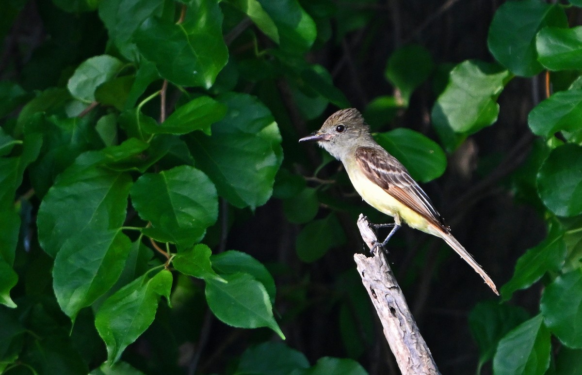 Great Crested Flycatcher - ML638977661