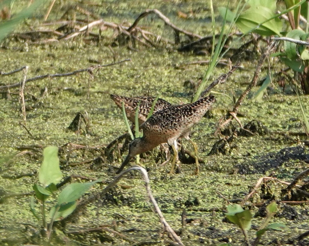 Short-billed Dowitcher - ML638977664