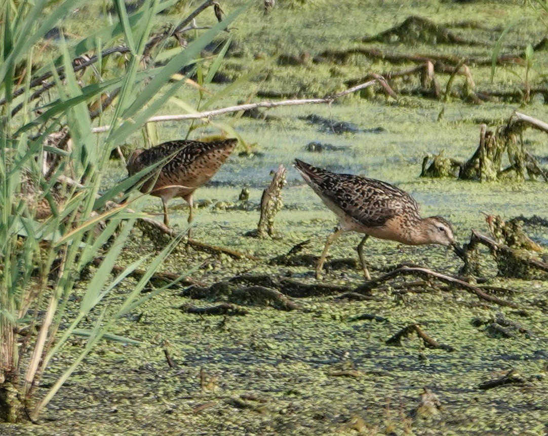 Short-billed Dowitcher - ML638977665