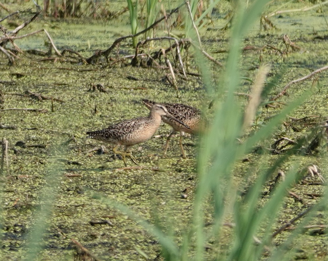 Short-billed Dowitcher - ML638977666