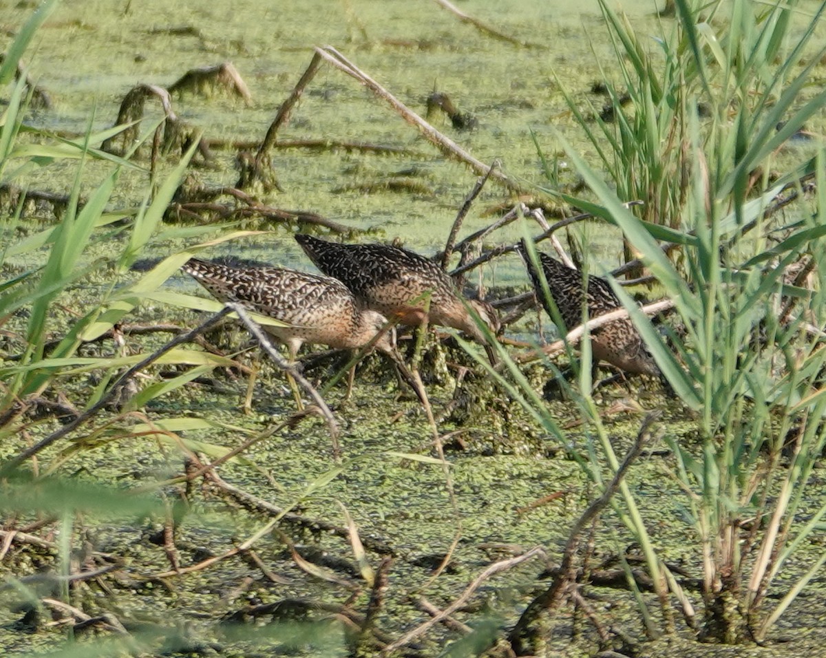 Short-billed Dowitcher - ML638977667