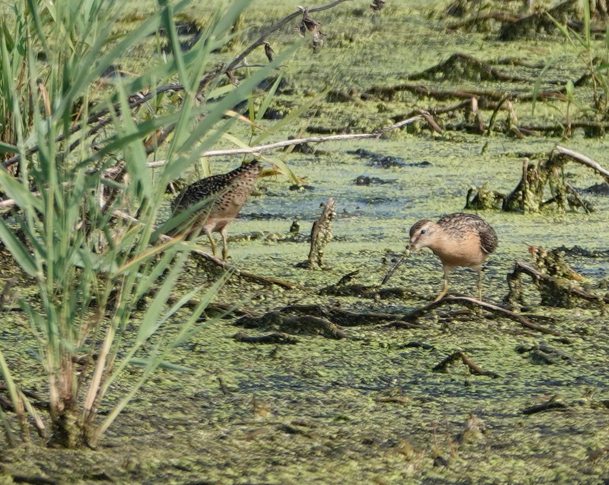 Short-billed Dowitcher - ML638977668