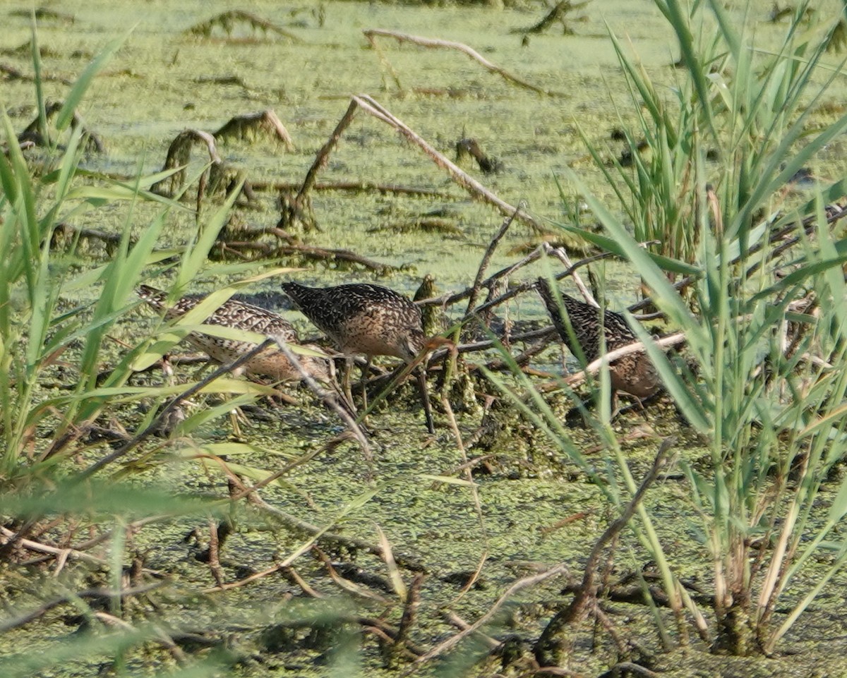 Short-billed Dowitcher - ML638977670
