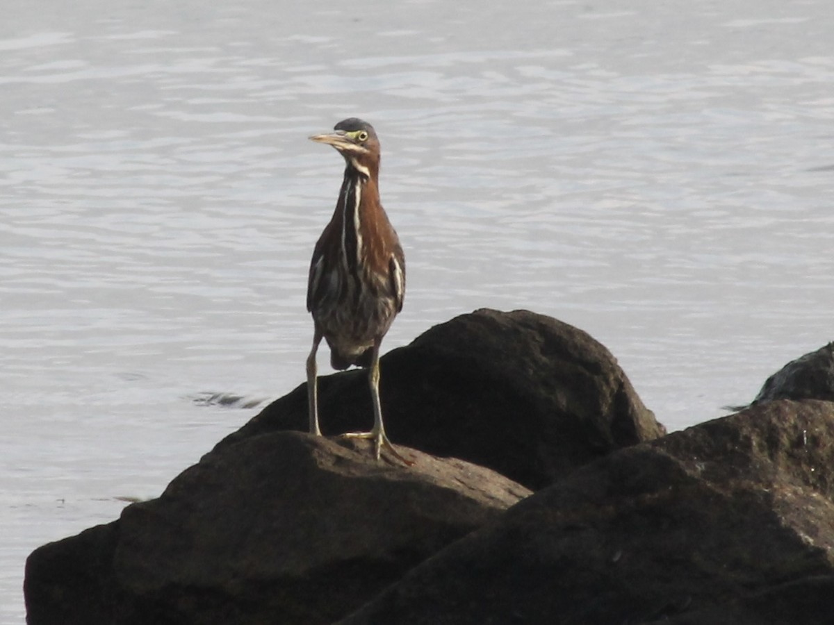 Green Heron - ML638977672