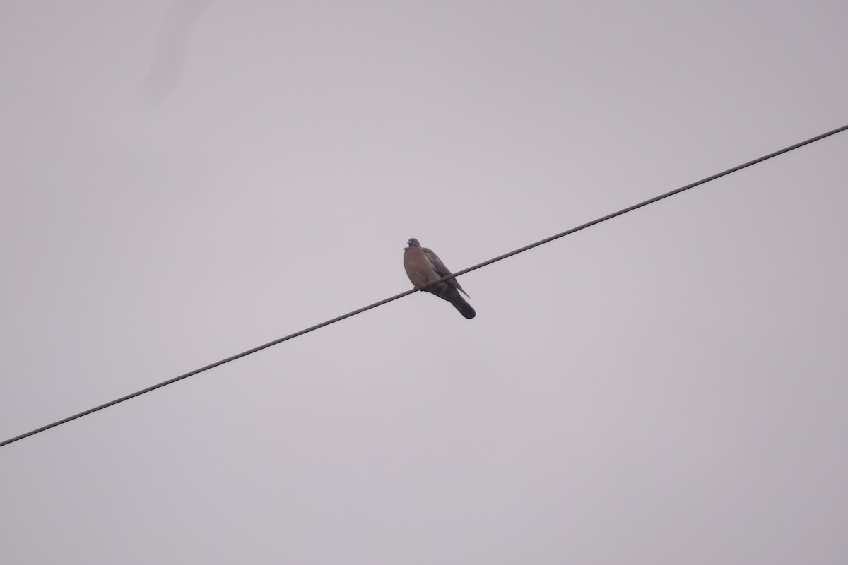 Common Wood-Pigeon - ML638977673