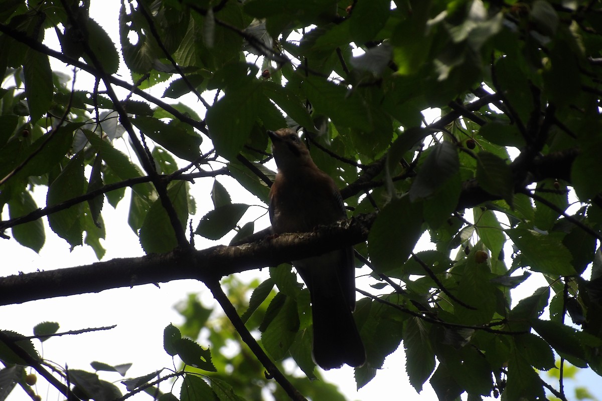 Eurasian Jay - ML638977674