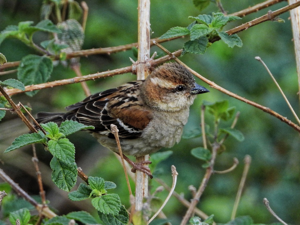 Russet Sparrow - ML638977676