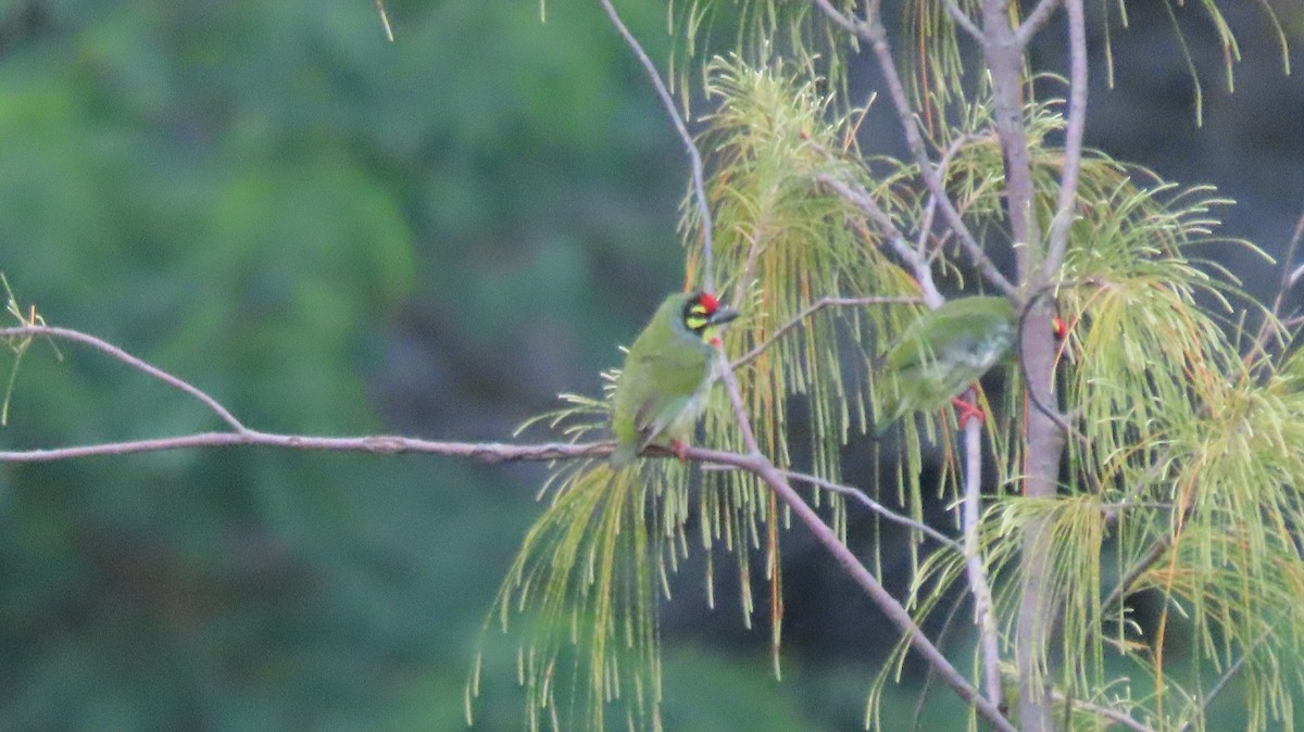 Coppersmith Barbet - ML638977678