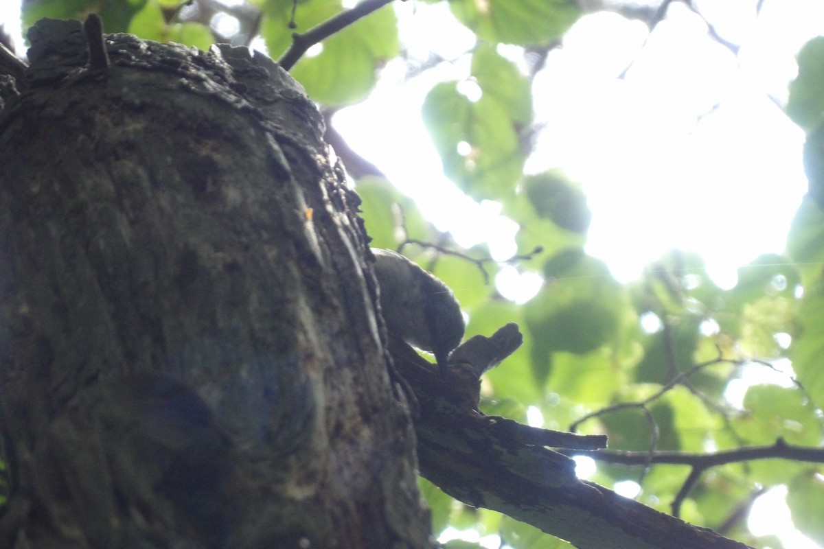 Eurasian Nuthatch - ML638977680