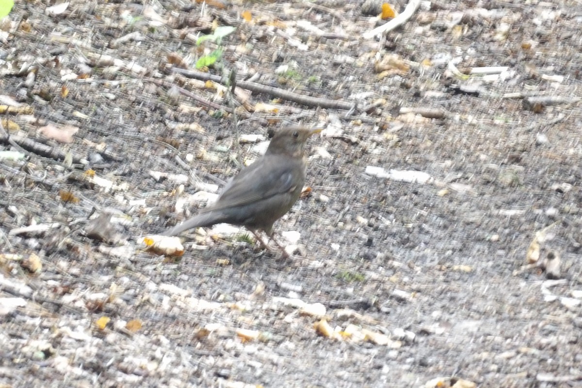 Eurasian Blackbird - ML638977682