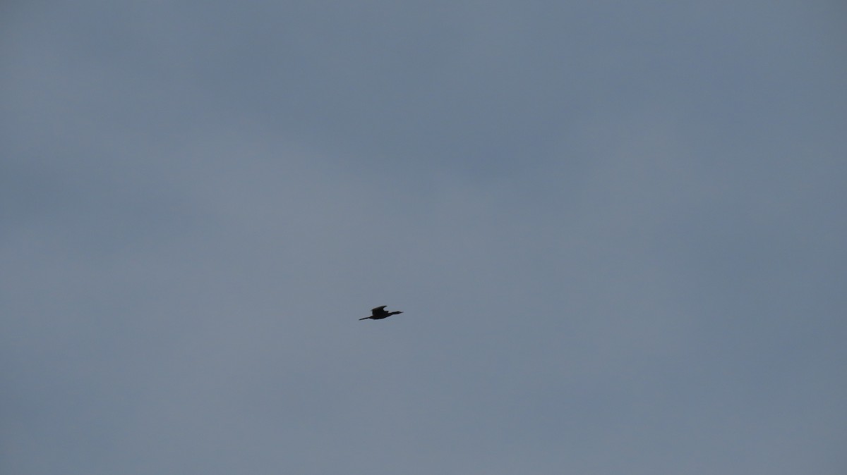 Indian Cormorant - ML638977683