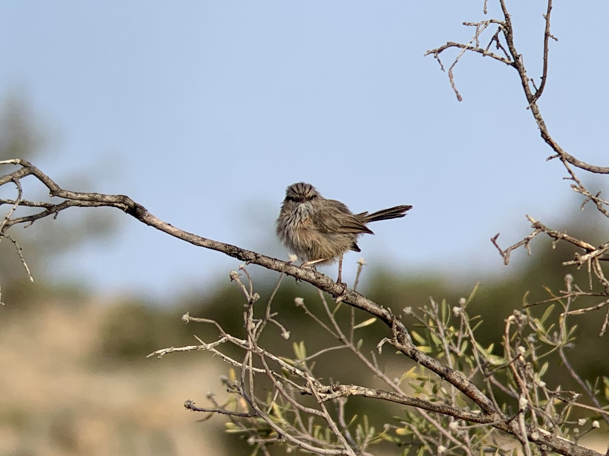 Scrub Warbler - ML638977689