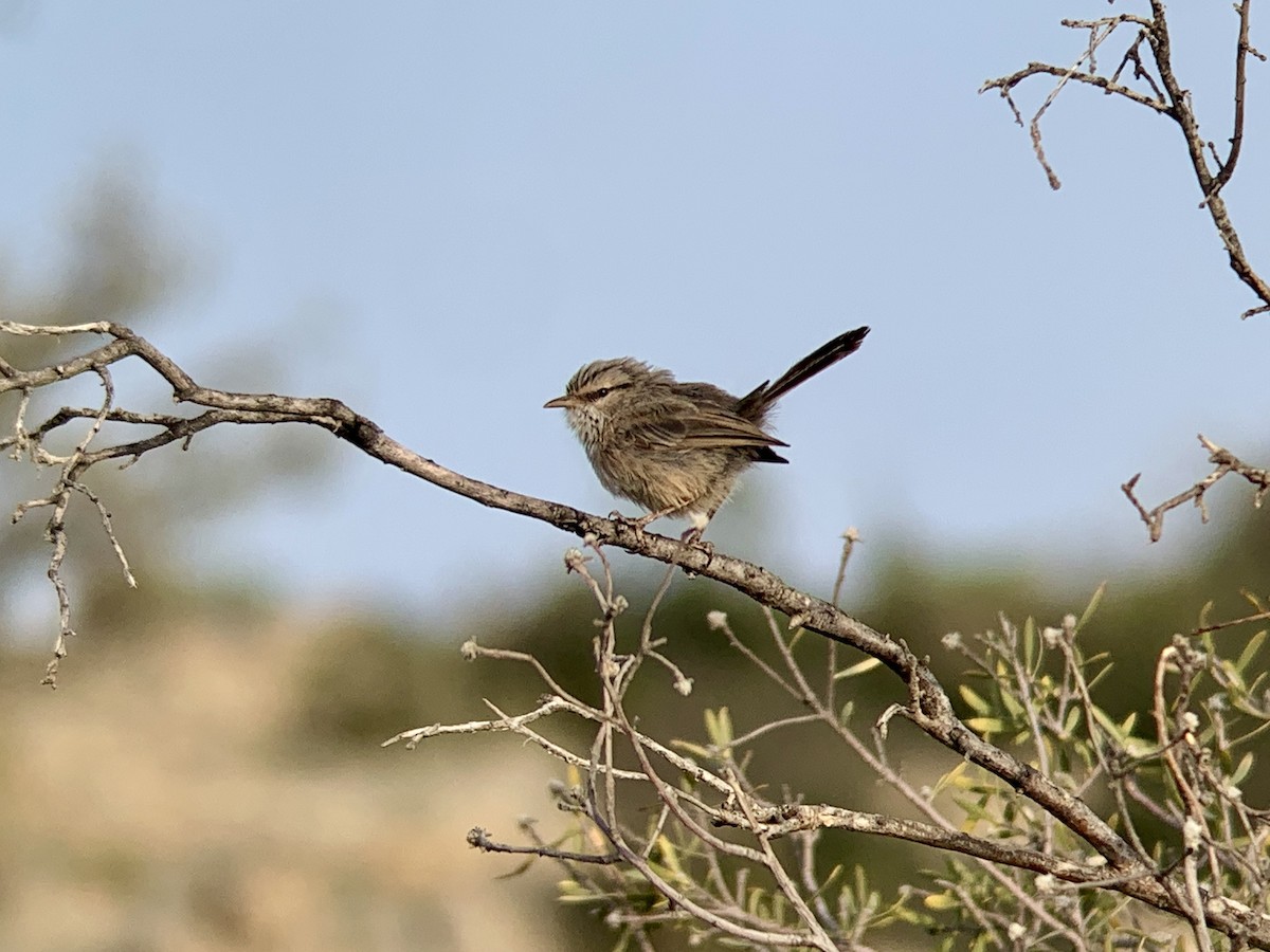 Scrub Warbler - ML638977690