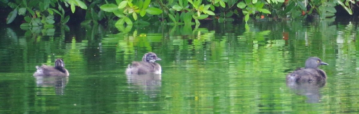 Least Grebe - ML638977758