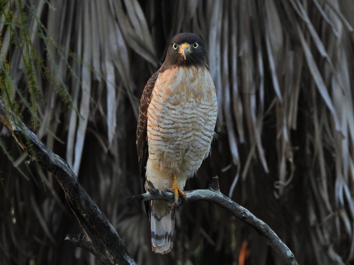 Roadside Hawk - ML638977767