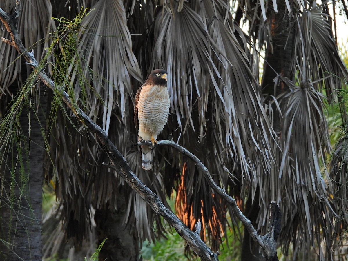 Roadside Hawk - ML638977776
