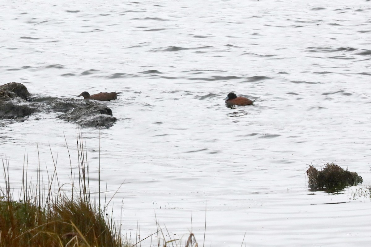 Andean Duck - ML638977787