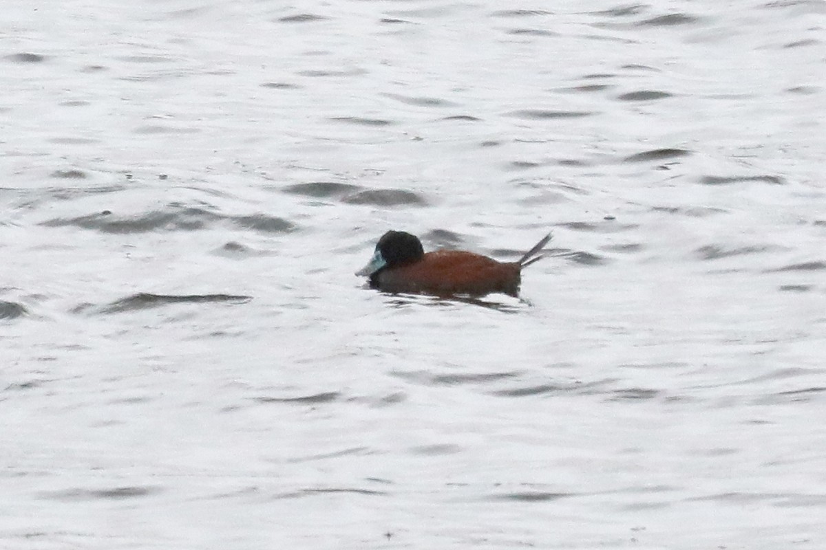 Andean Duck - ML638977788