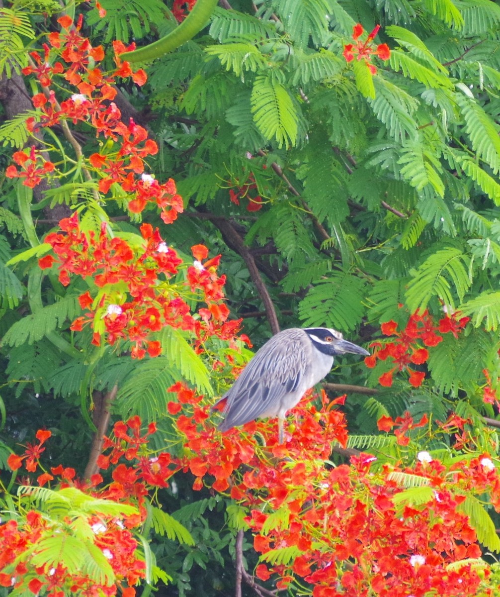 Yellow-crowned Night Heron - ML638977793
