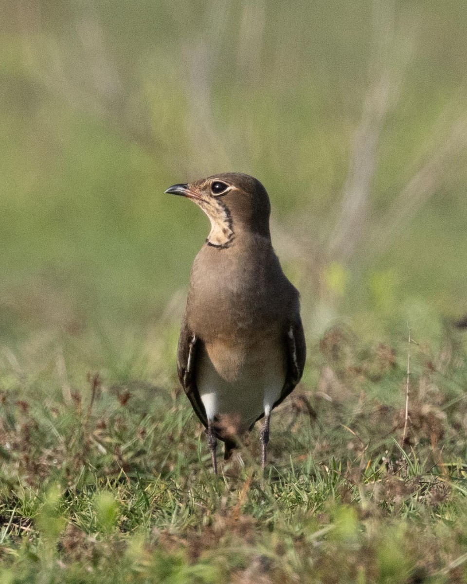 Oriental Pratincole - ML638977798