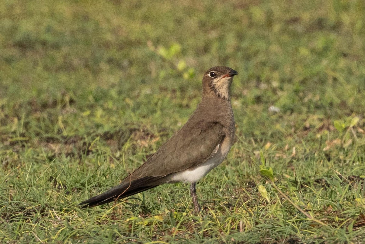 Oriental Pratincole - ML638977799