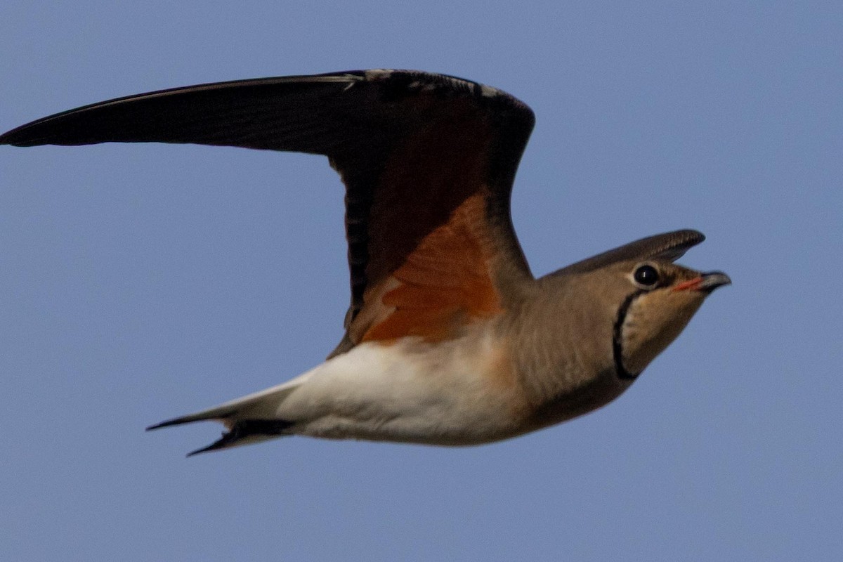 Oriental Pratincole - ML638977800