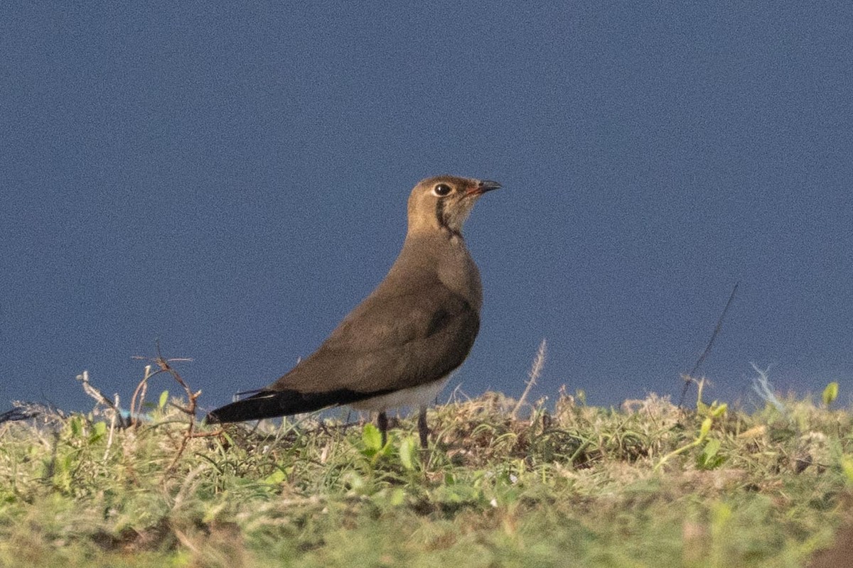 Oriental Pratincole - ML638977801