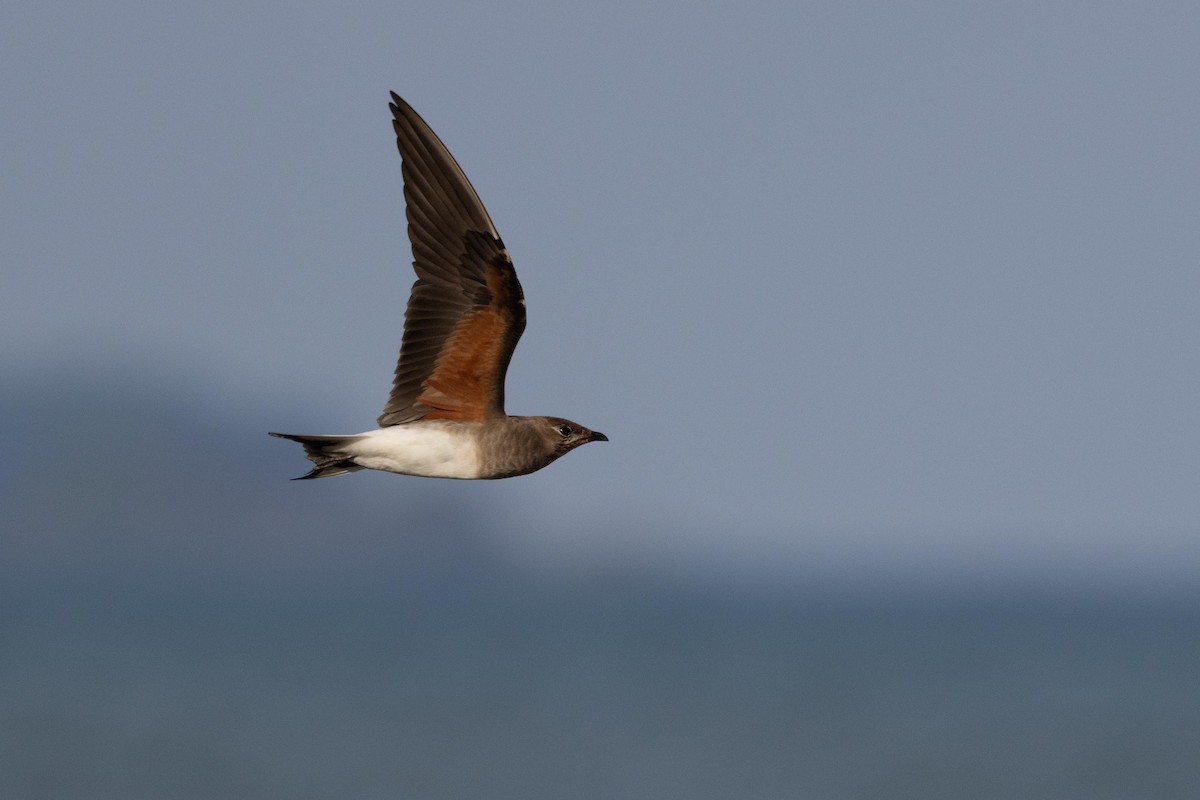 Oriental Pratincole - ML638977804