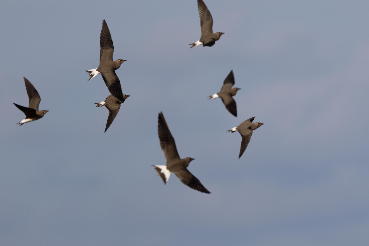 Oriental Pratincole - ML638977806