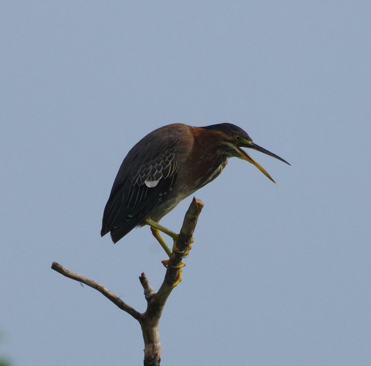 Koartzatxo berdea - ML638977810