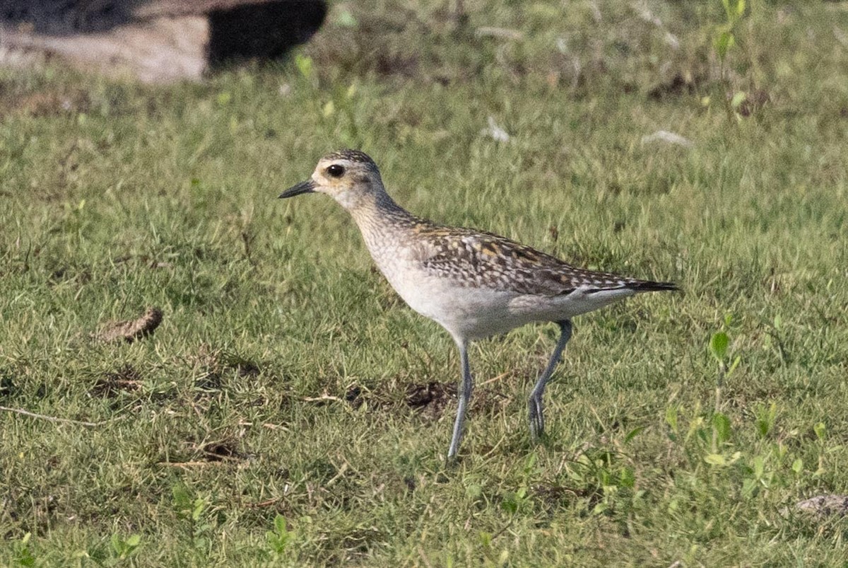 Pacific Golden-Plover - ML638977837