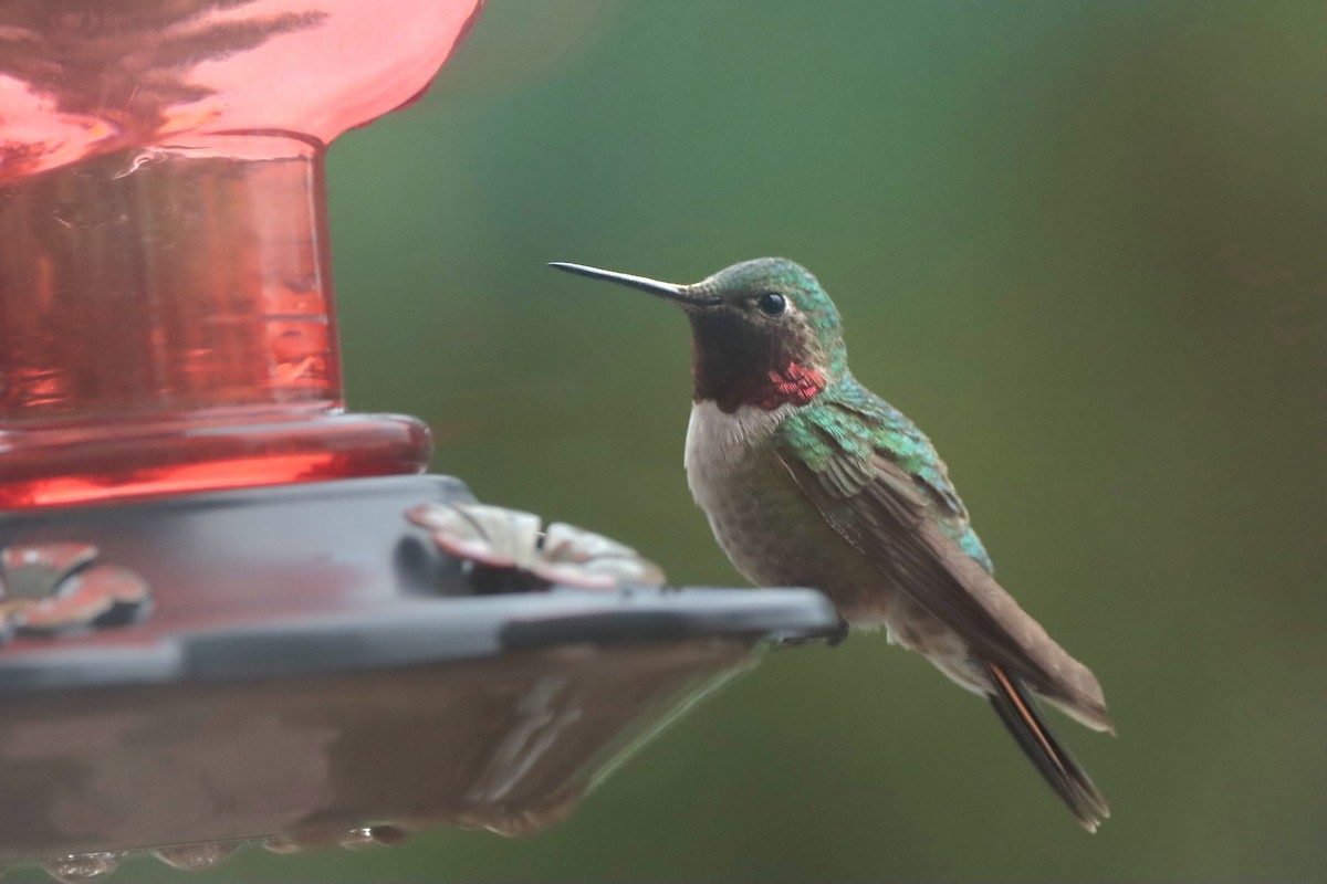 Broad-tailed Hummingbird - ML638977879