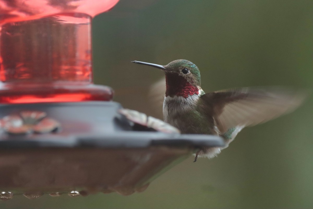 Broad-tailed Hummingbird - ML638977880