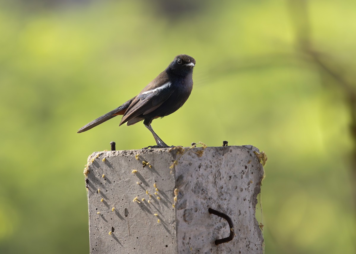 Indian Robin - ML638977914