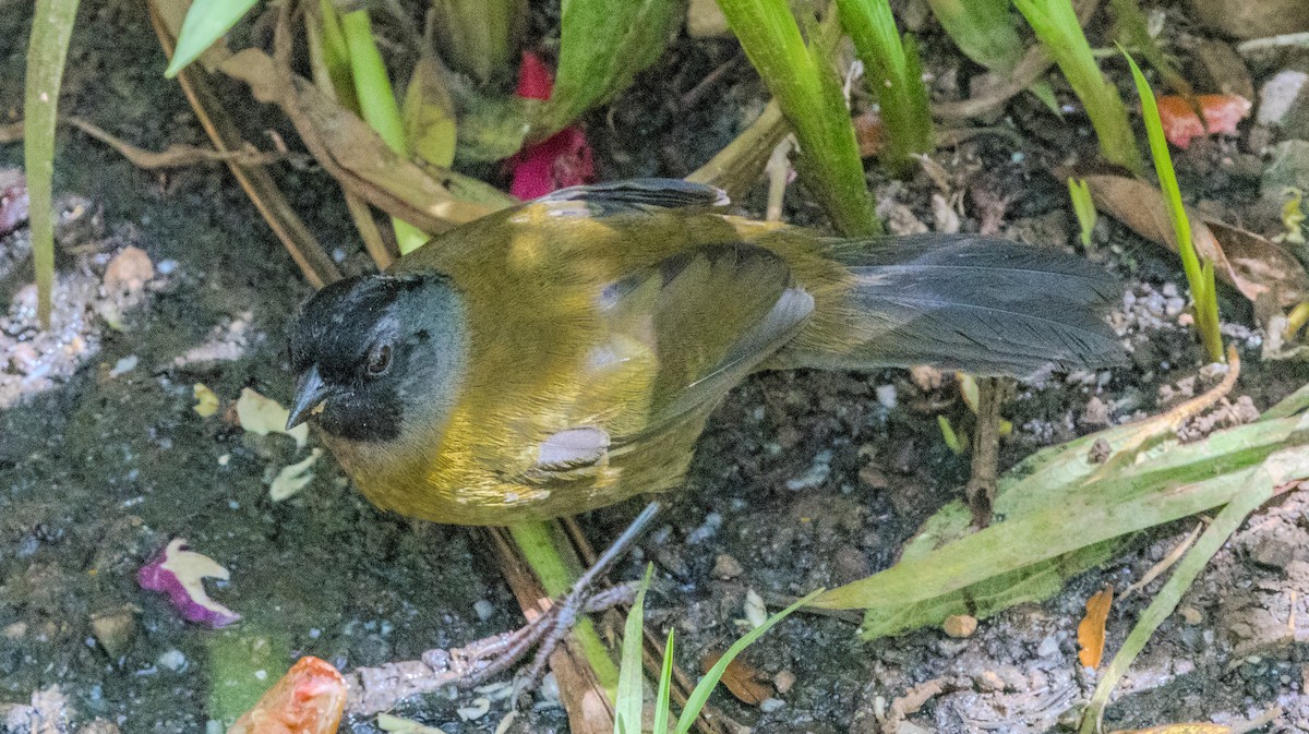 Large-footed Finch - ML638977989