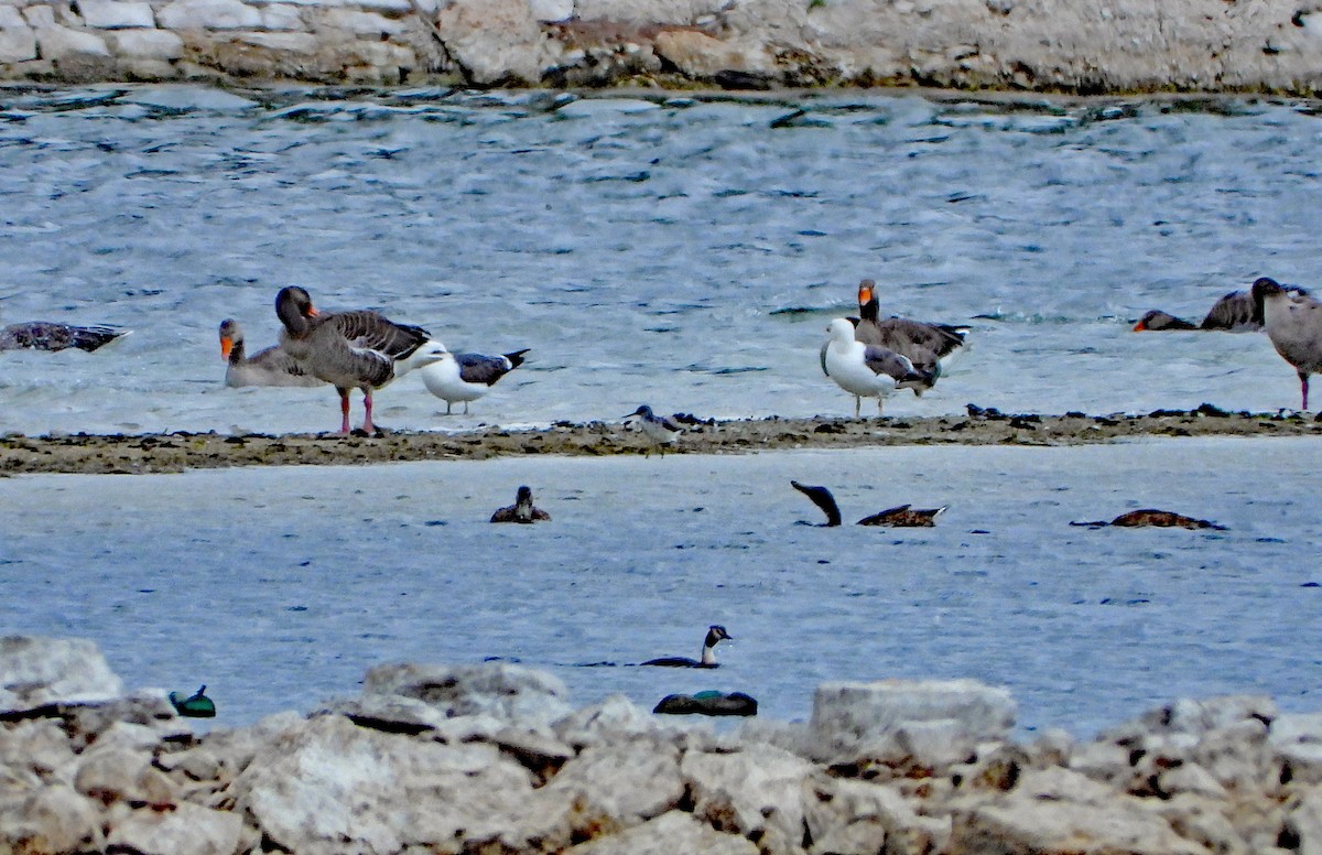 Common Greenshank - ML638978008