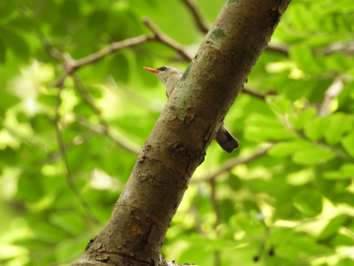 Velvet-fronted Nuthatch - ML638978021