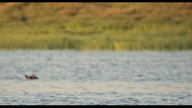 White-headed Duck - ML638978029
