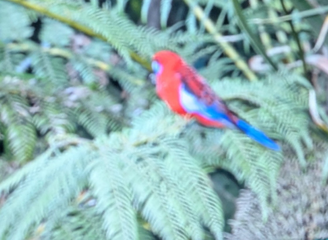 Crimson Rosella (Crimson) - ML638978030