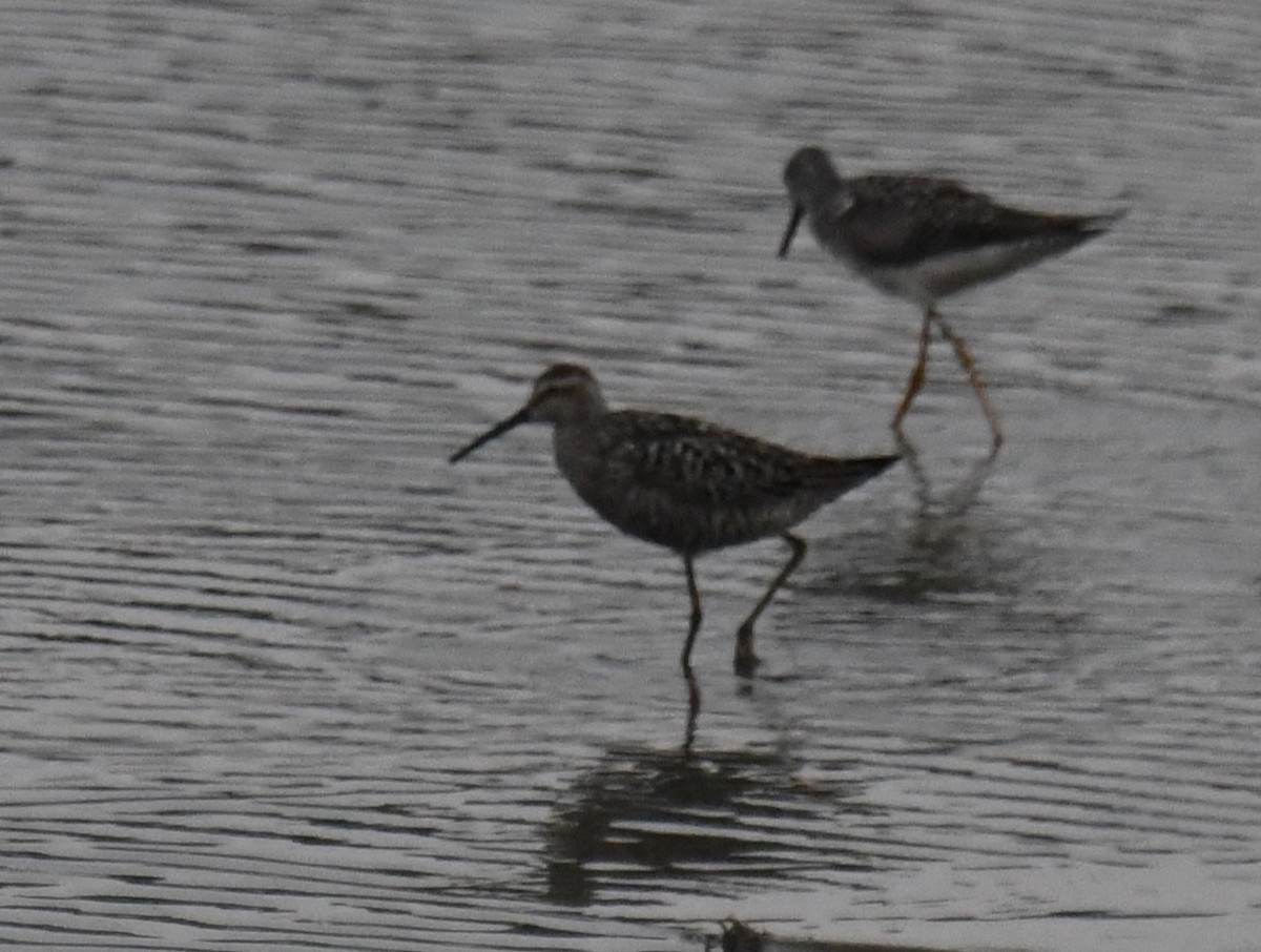 Stilt Sandpiper - ML638978035